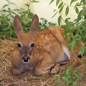 White-Tailed Deer Fawn