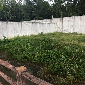 Eurasian brown Bear Exhibit