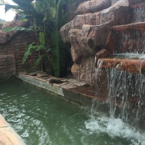 Small-clawed Otter Exhibit