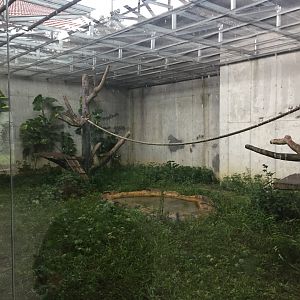 Binturong Exhibit