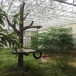 Eurasian Lynx Exhibit