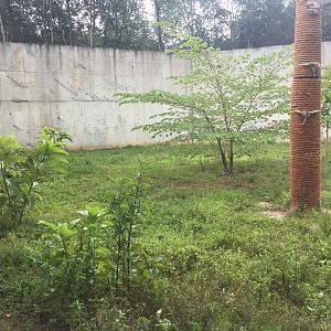 Malayan Tiger Exhibit