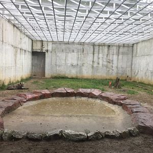 Spotted Hyena Exhibit