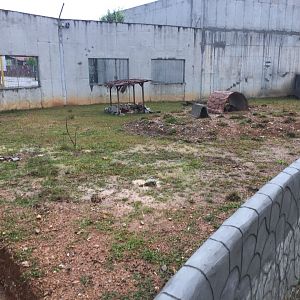 Malayan Porcupine Exhibit