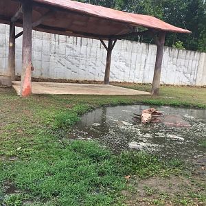 Water Buffalo Exhibit