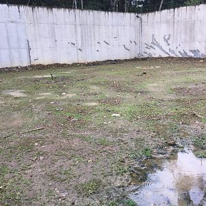 Water Buffalo Exhibit