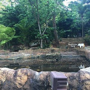 Brazilian Tapir Exhibit