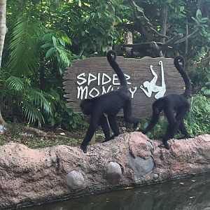 Black Spider Monkeys