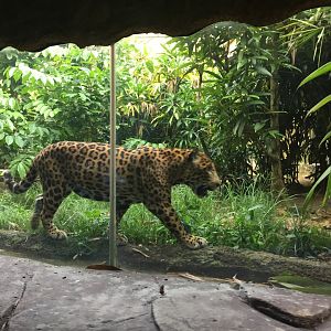Jaguar