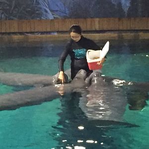 Manatee feeding