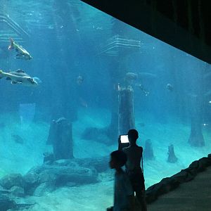 Manatee Exhibit - Main Viewing Window