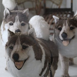 Extremely Realistic Huskies