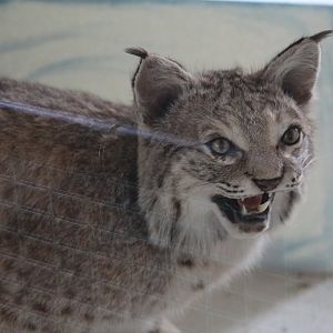 Taxidermied Bobcat