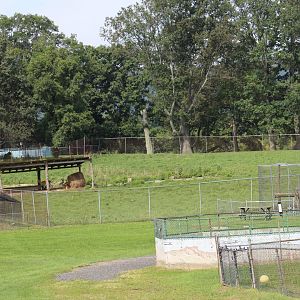 White-Tailed Deer Yard