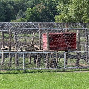 Guinea Baboon Cage