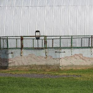 American Badger Enclosure