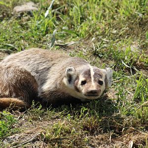 American Badger