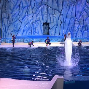 Beluga show