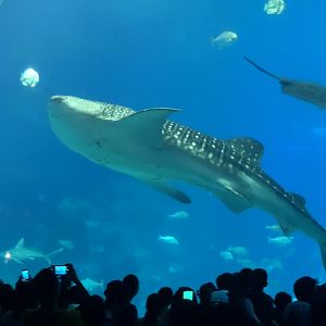 Whale shark in main tank