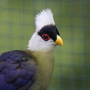 White-crested Turaco