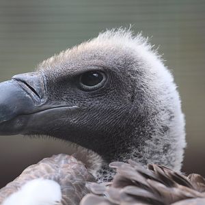 African White-backed Vulture