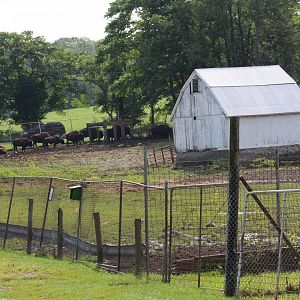 American Bison Yard