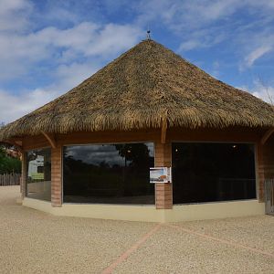 Red River Hog Indoor Viewing at Beauval, 12/06/18
