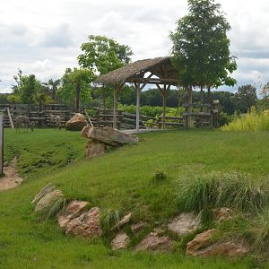 Lesser Kudu Enclosure at Beauval, 12/06/18