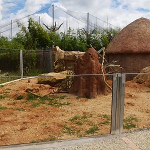 Meerkat Enclosure at Beauval, 12/06/18