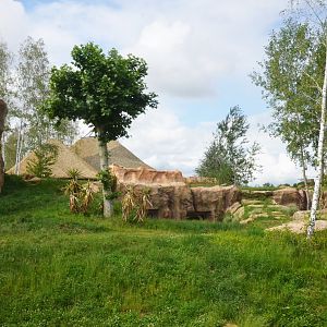 South African Lion Enclosure at Beauval, 12/06/18