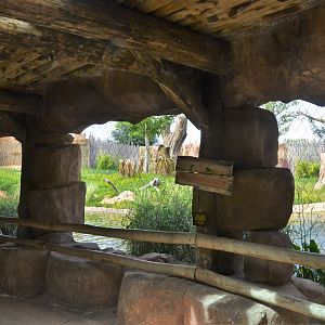 Lion Viewing at Beauval, 12/06/18