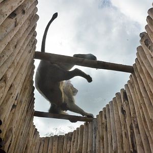 Lion Viewing at Beauval, 12/06/18