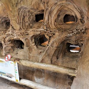 Naked Mole Rat Enclosure at Beauval, 12/06/18