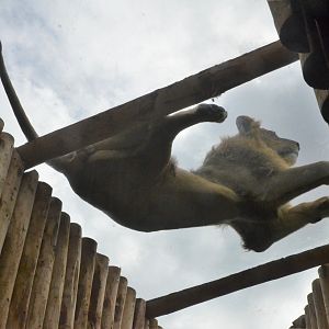 South African Lion at Beauval, 12/06/18