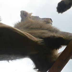 South African Lion at Beauval, 12/06/18