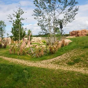 South African Lion Enclosure at Beauval, 12/06/18