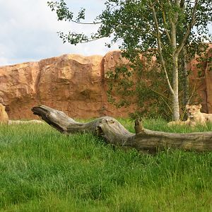 South African Lions at Beauval, 12/06/18