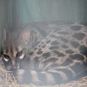 Cape Genet