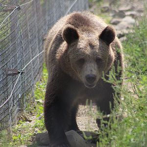Syrian Brown Bear
