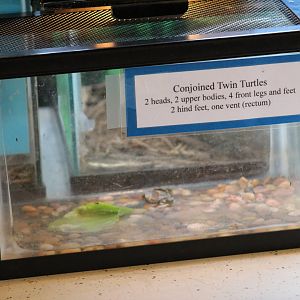 Conjoined Slider Terrarium