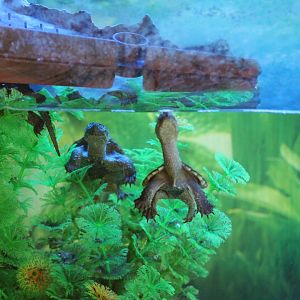 Baby Snapping Turtles