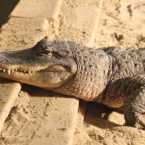 American alligator