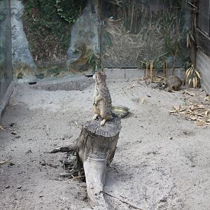 One of the Meerkat-enclosures