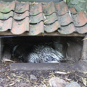Porcupine with young
