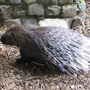 Porcupine