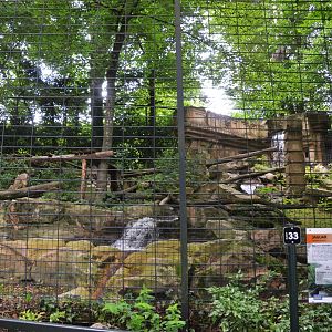 Jaguar Enclosure at Beauval, 12/06/18