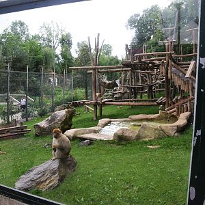 Barbary Macaque Enclosure at Beauval, 12/06/18