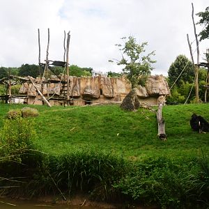 Second Gorilla (and Guenon) Enclosure at Beauval, 12/06/18