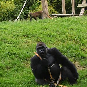 Gorilla and Guenon at Beauval, 12/06/18