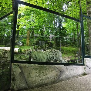 White Tiger Enclosure at Beauval, 12/06/18